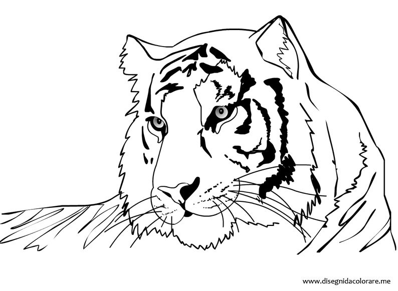 disegno tigre