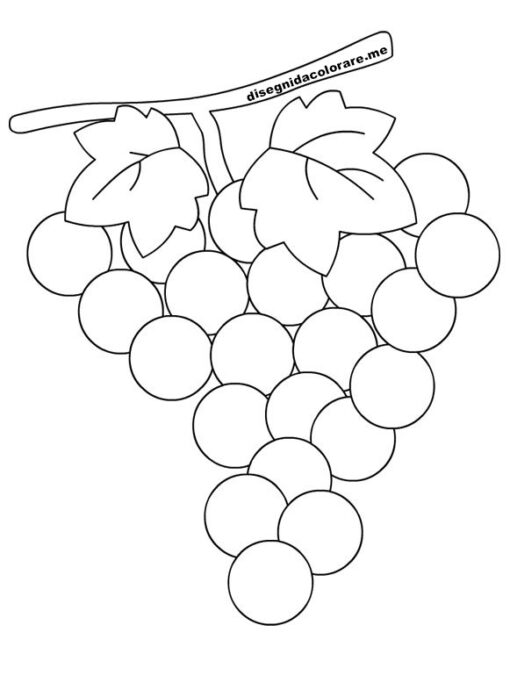 disegno uva