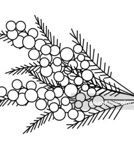 mimose disegno