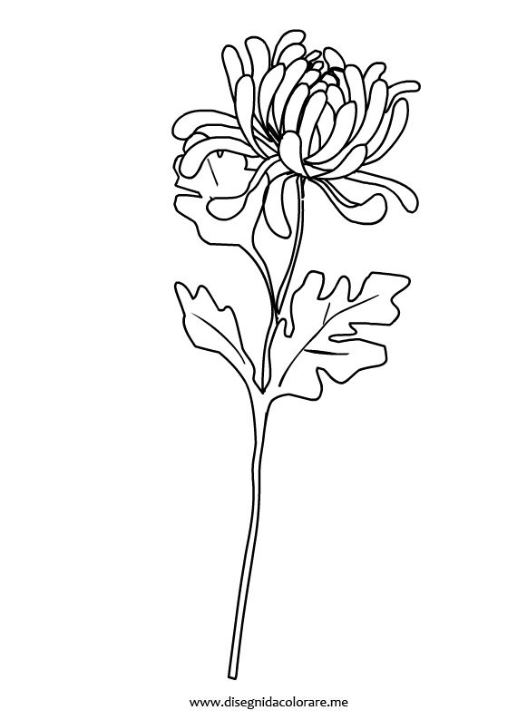 fiore-crisantemo