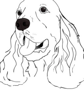 cocker 1