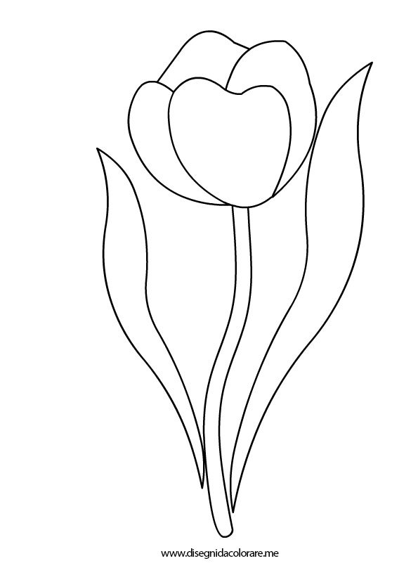 tulipano fiore