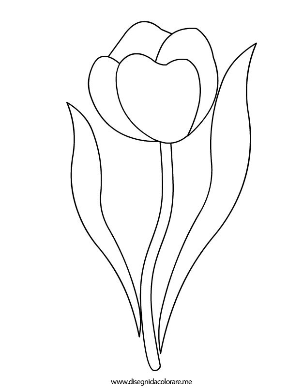 tulipano-fiore