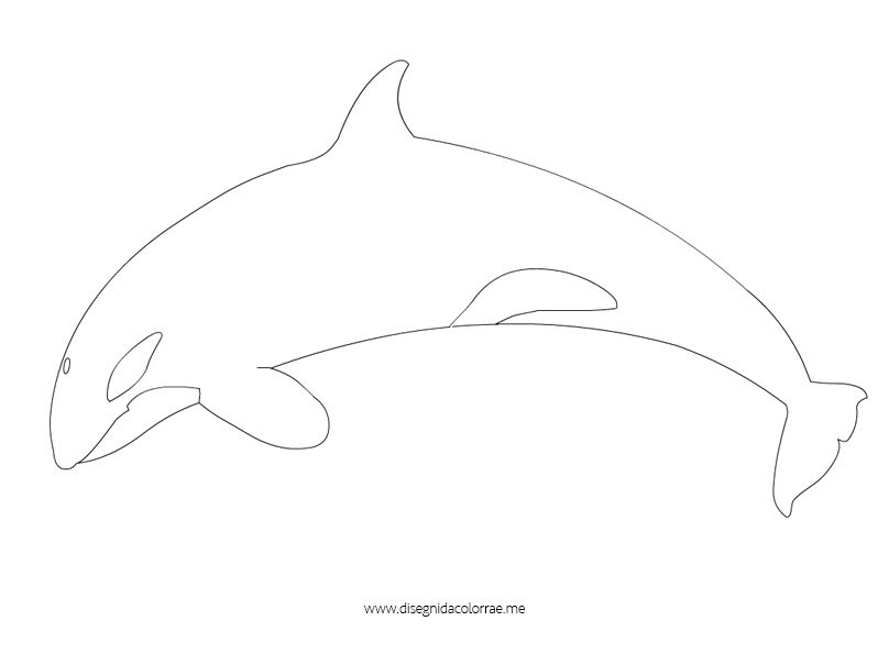 disegno orca