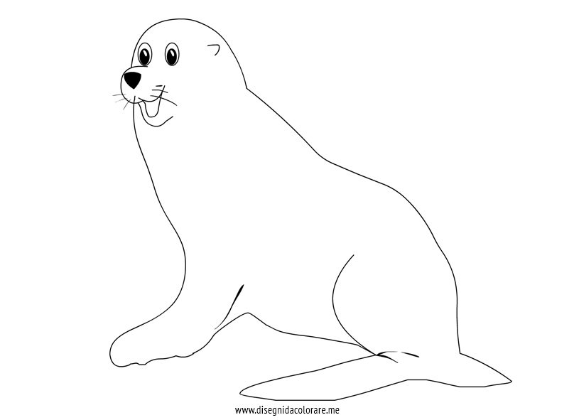 foca disegno