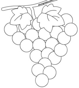 disegno uva