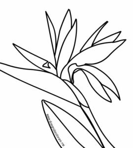 strelitzia disegno