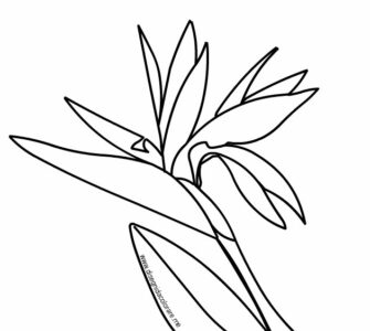strelitzia disegno