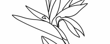 strelitzia disegno