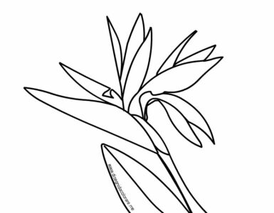 strelitzia disegno