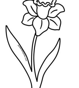 narciso