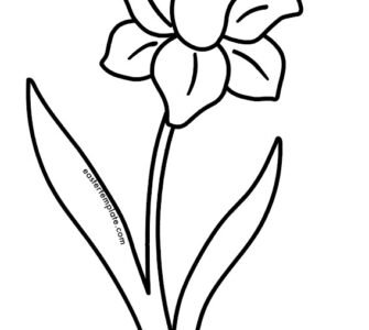 narciso