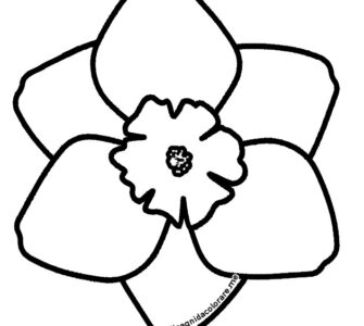 narciso fiore