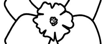 narciso fiore
