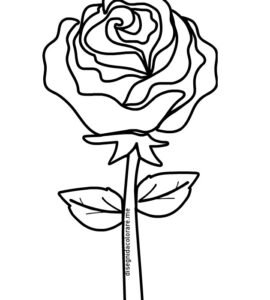 rosa stelo