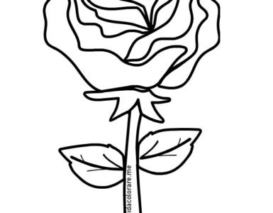 rosa stelo