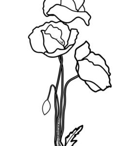 papaveri