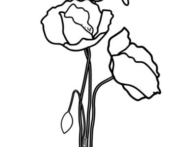 papaveri