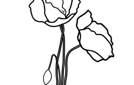 papaveri