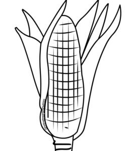 ear of corn