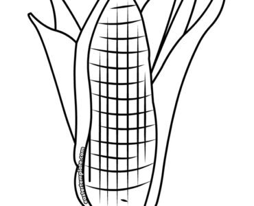 ear of corn
