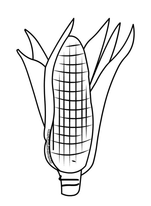 Spiga di grano 1 ear of corn