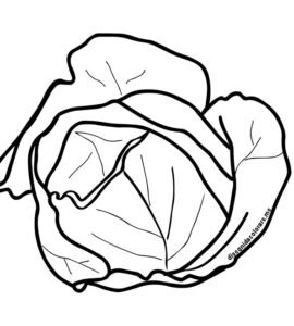 cavolo