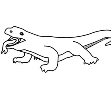 drago komodo