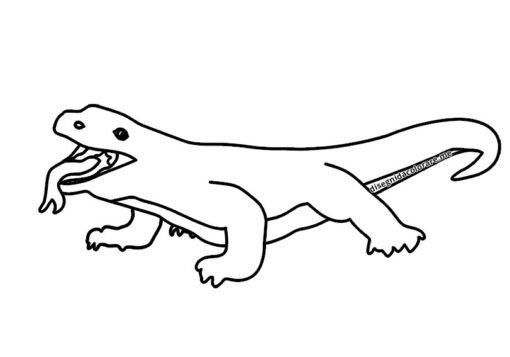 Drago di Komodo 1 drago komodo