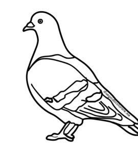 piccione