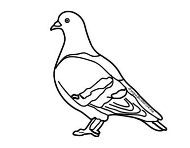 piccione