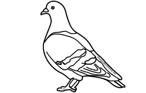 piccione