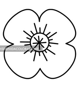 papavero disegno