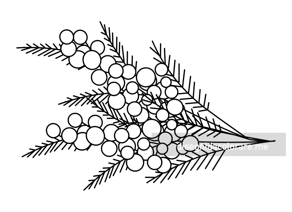 Mimose 1 mimose disegno