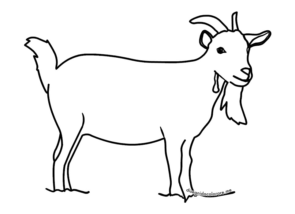 Capra 1 capra