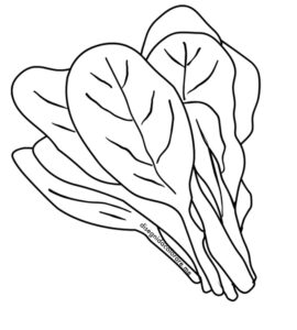 verdura spinaci