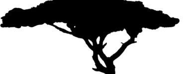 albero savana