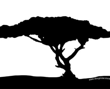 albero savana