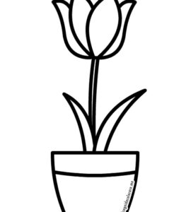 vaso tulipano