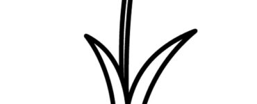 vaso tulipano