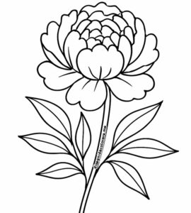 peonia