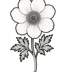 anemone