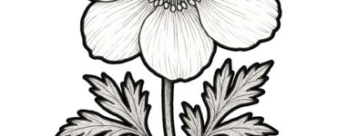 anemone