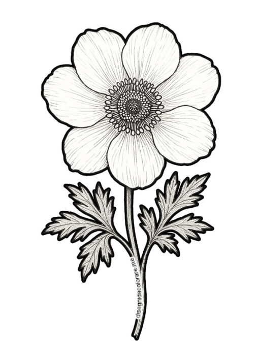 anemone