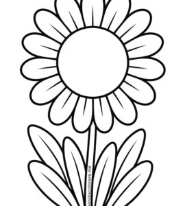 gazania