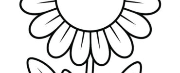 gazania