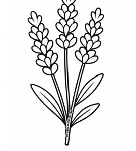 lavanda