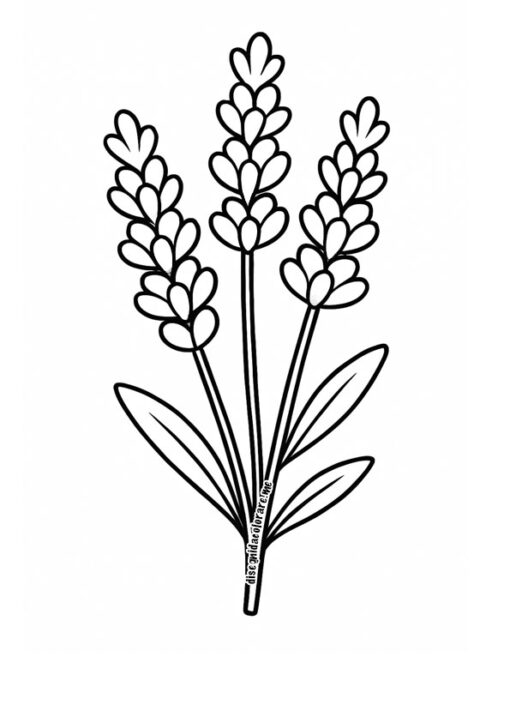 lavanda