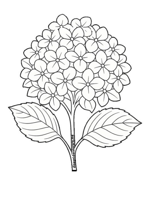 ortensia