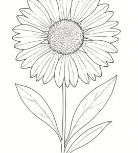 gaillardia